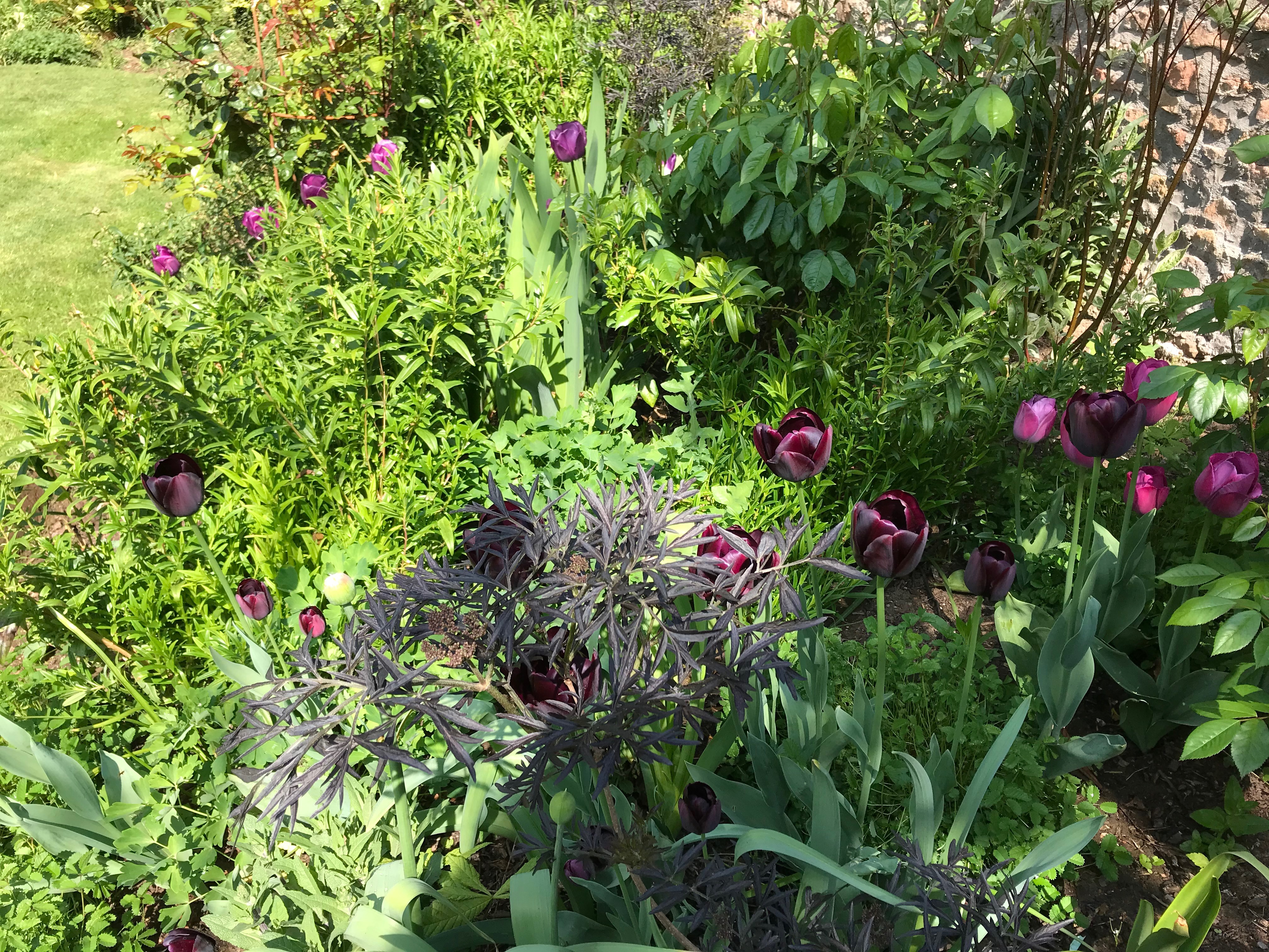 Formal dark coloured planting garden ideas