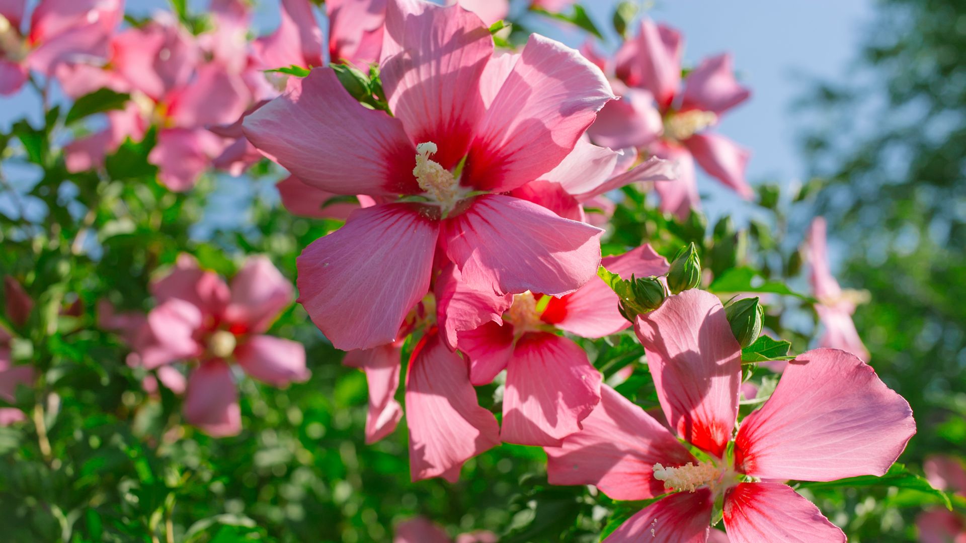 How to prune hibiscus to keep them flowering for longer Homes & Gardens