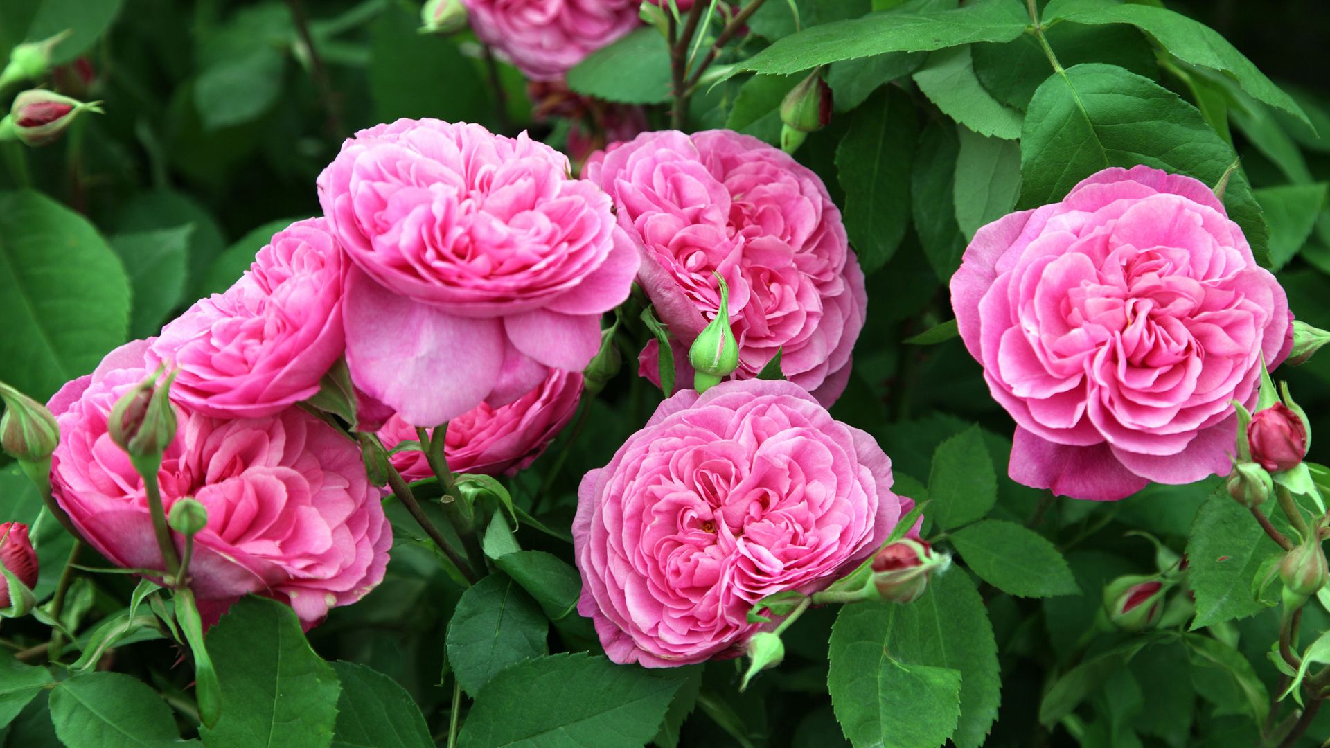 How to take rose cuttings it's easy with our advice Gardeningetc