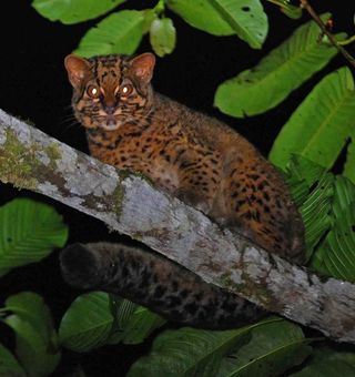 marbled cat, borneo, wild cats