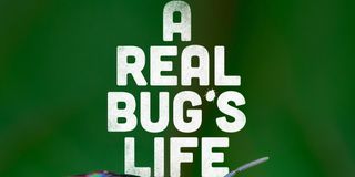 A Real Bug's Life title card