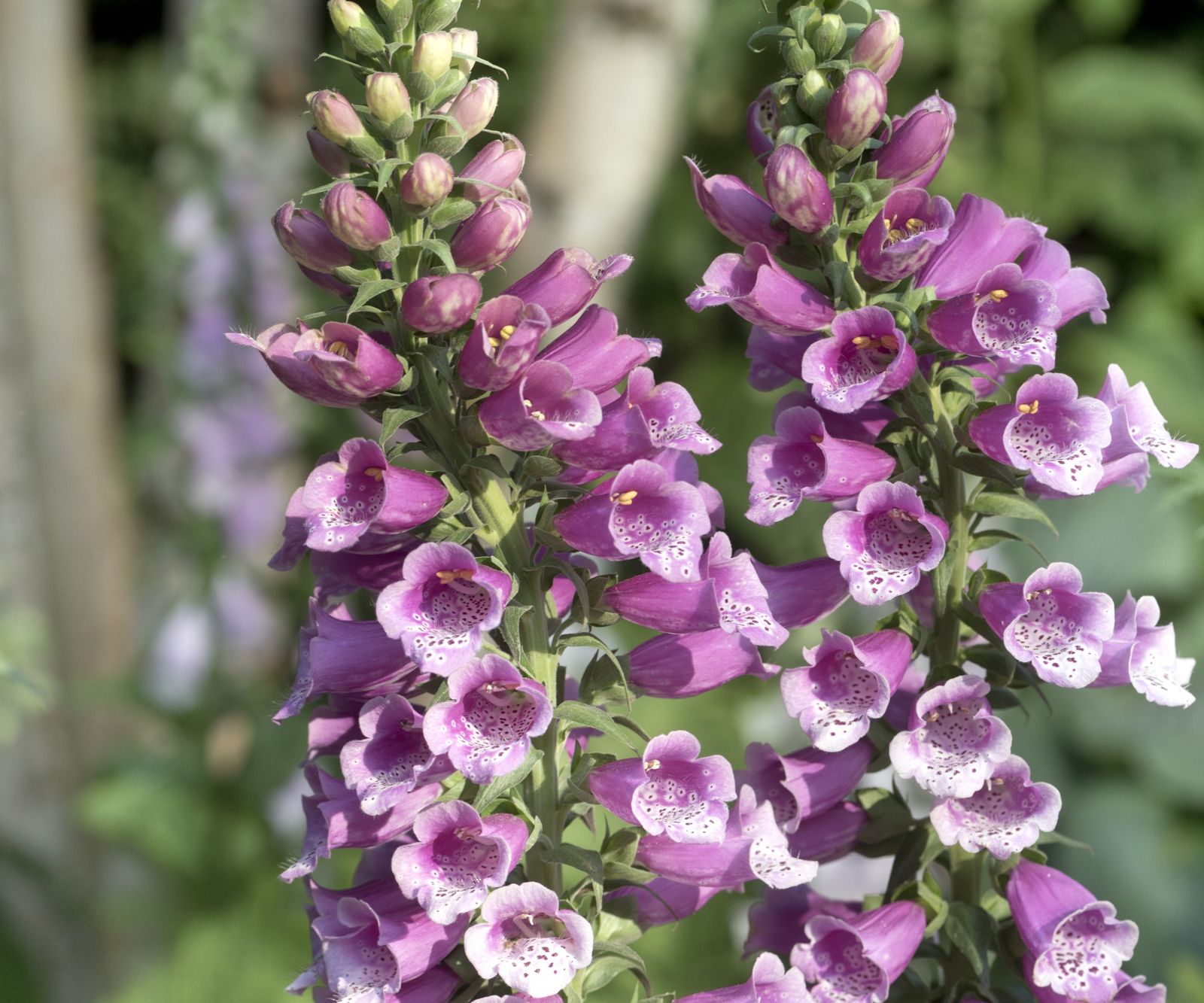 7 biennial flowers to plant in June in the garden Homes & Gardens