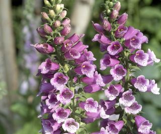 Pink foxgloves in bloom