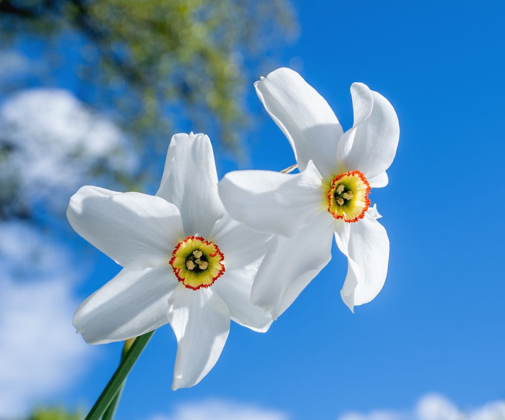 10 Best Varieties Of Narcissi Bulbs To Plant Now | Homes & Gardens