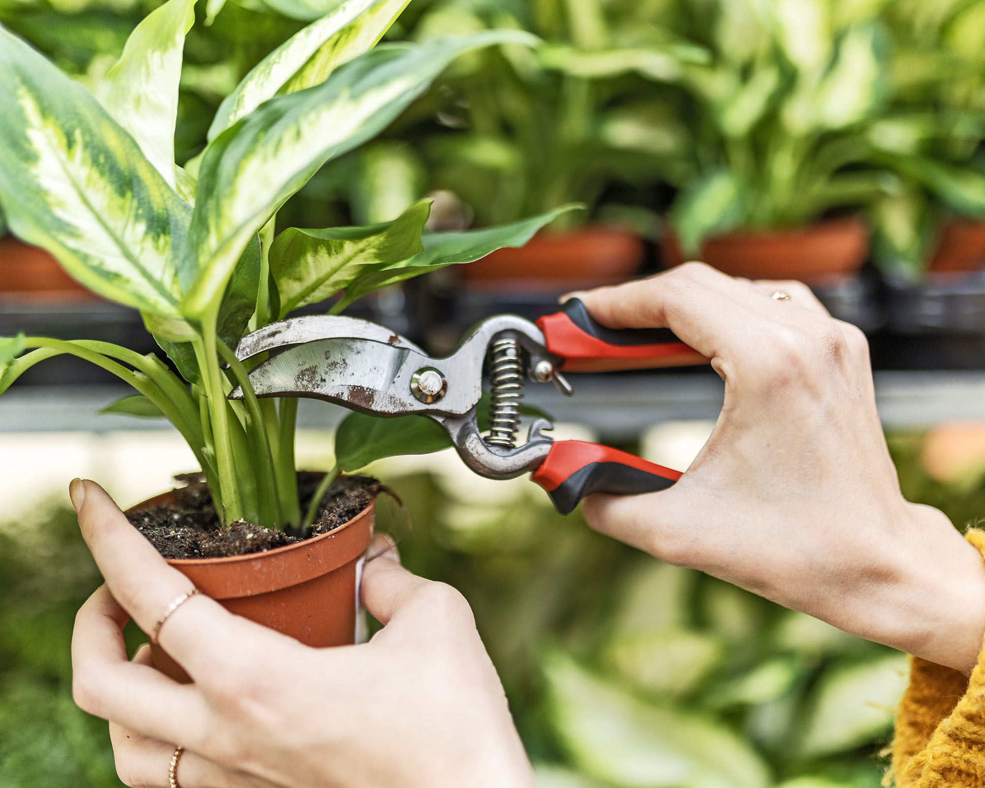 Gardener takes cutting from Dieffenbachia plant in garden center