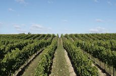 Hampshire Wine Festival Hattingley Valley