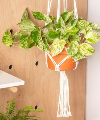 marble queen pothos in a hanging planter