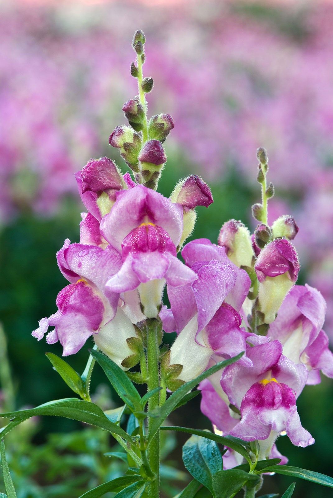 Pink Snapdragon Flowers