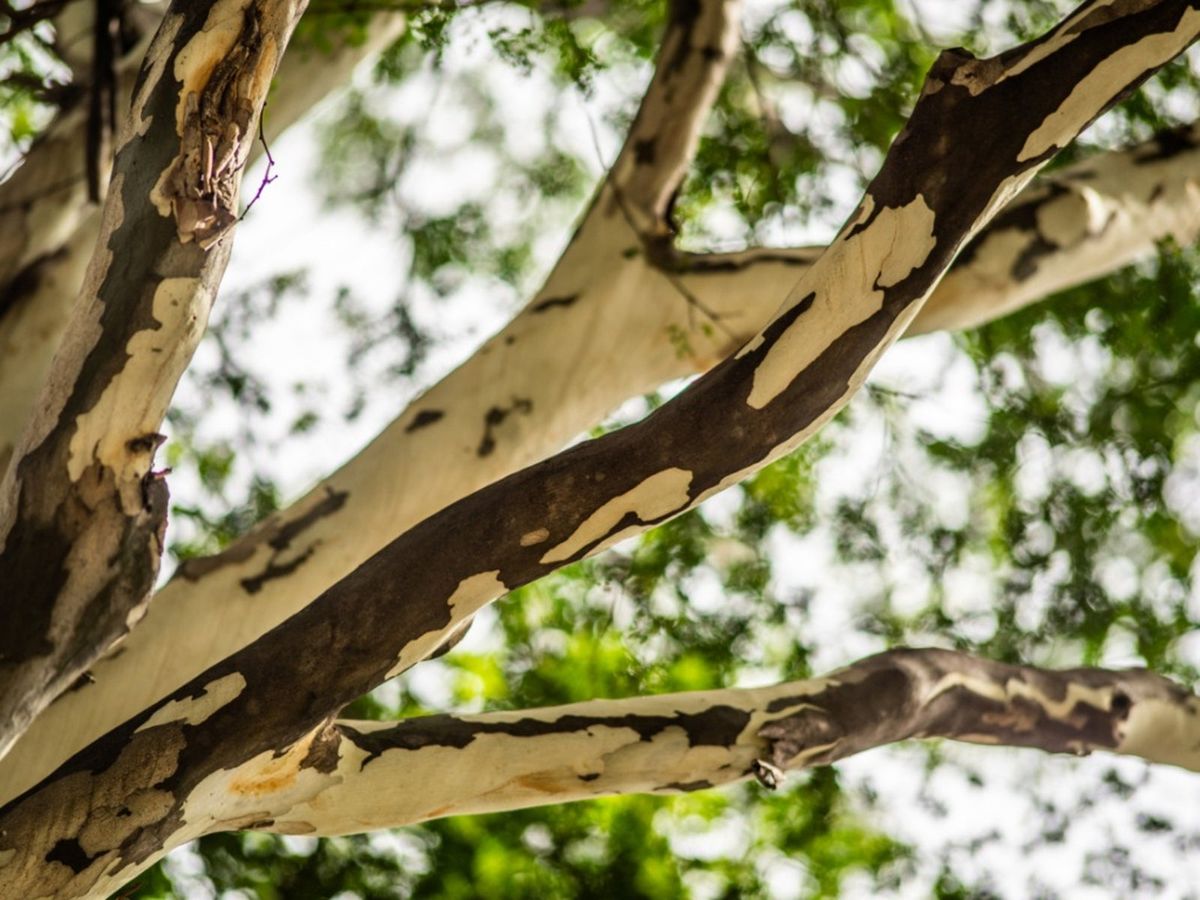 What Is A Leopard Tree Information On Leopard Tree Growing Conditions