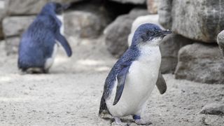 A photograph of two little penguins in a rocky zoo enclosure