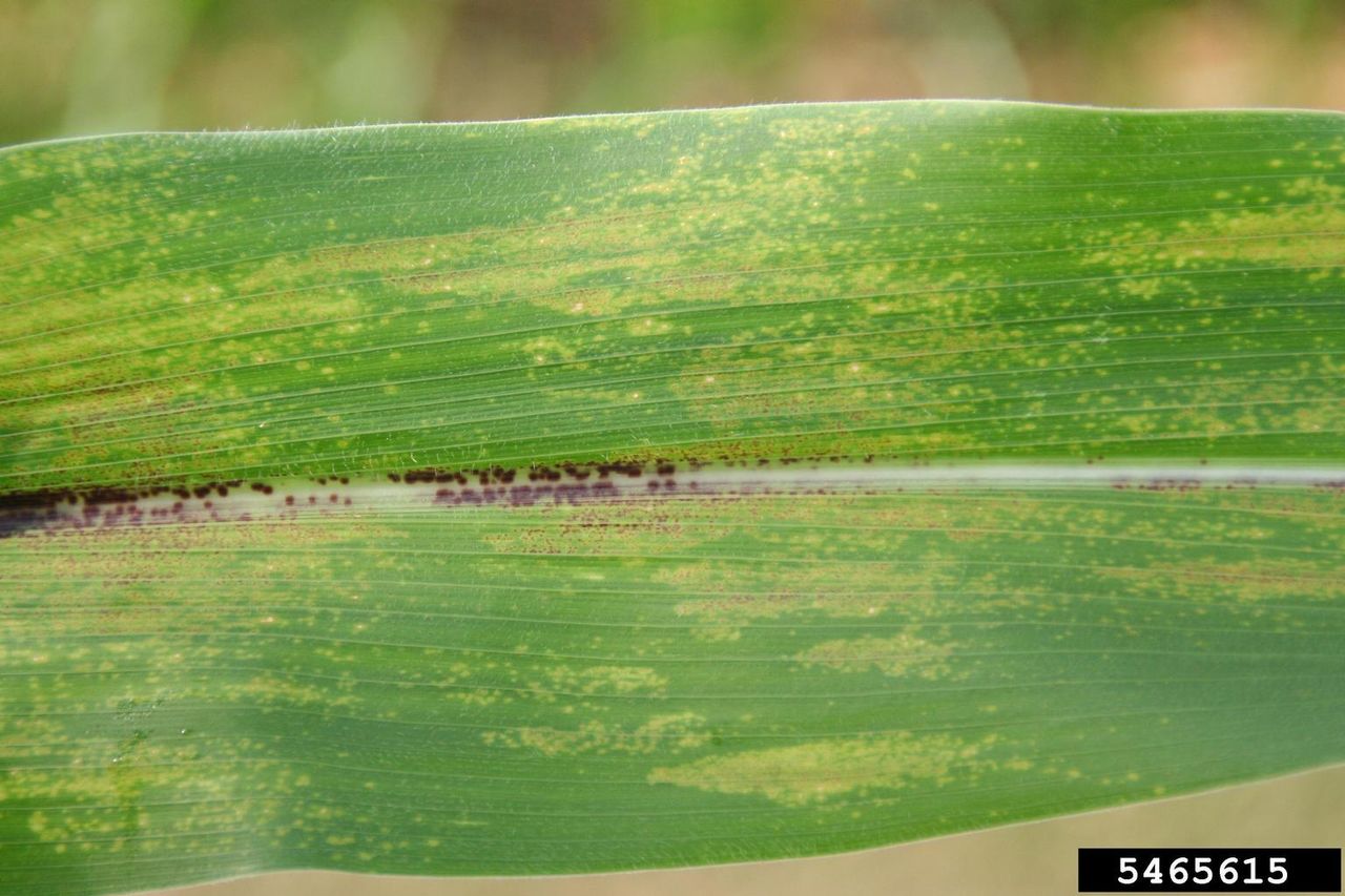 Physoderma Brown Spots On Corn Husk