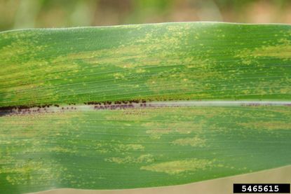 Physoderma Brown Spots On Corn Husk