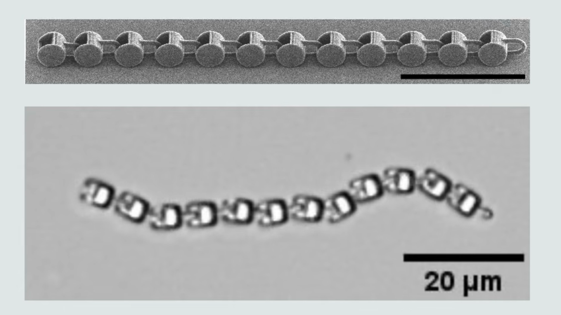 Researchers 3D print robot the size of a single-cell organism — devices move and navigate even without a ‘brain,’ uses their shape and the environment to get going