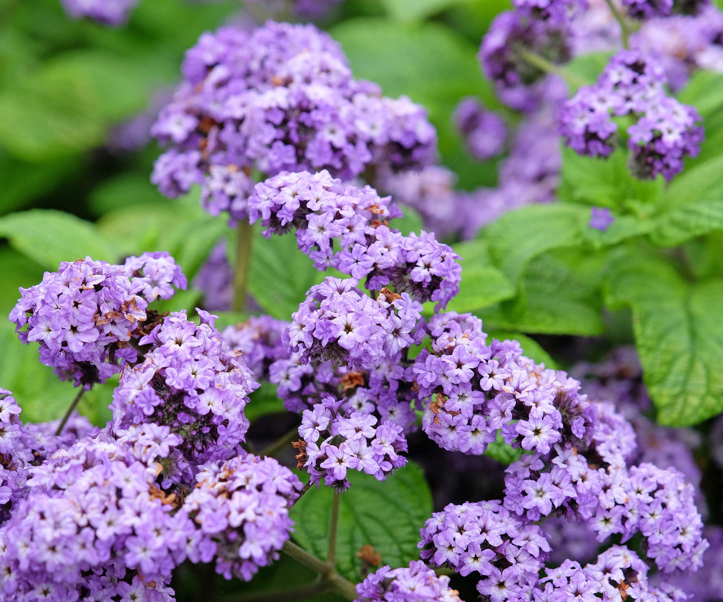 purple heliotrope flowers