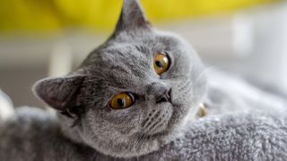 British shorthair