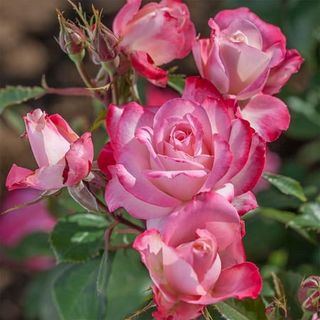 Heirloom Roses Candy Cane Floribunda Rose Plant