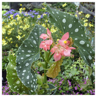 Live Begonia 'Flamingo Queen' from Amazon