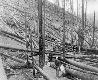 The Great Fire of 1910, which killed 78 firefighters in Idaho (shown) and Montana, led to a half-century of forest management focused on fire suppression.