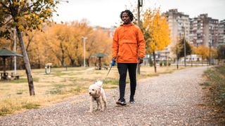 Dog walking on a leash in front of it's owner in a park