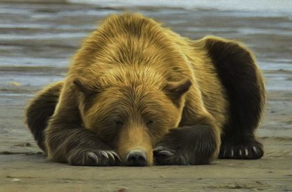 Grizzly Bear Sleeping on the Beach.Textures and filters have been applied to the original image to give it a painterly effect.