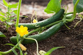 A growing cucumber