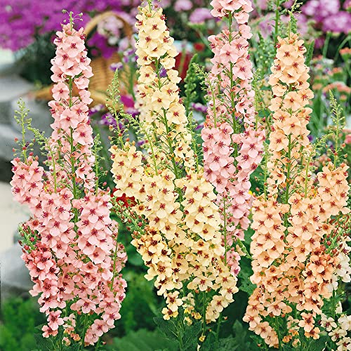 Amazon.com : Outsidepride Southern Charm Mullein Seeds for Planting - 15 Pcs Self-Seeding, Perennial Heirloom Seeds for Planting Flowers, for Cut Flower Arrangements, Xeriscaping, Rock Gardens & Containers : Patio, Lawn & Garden