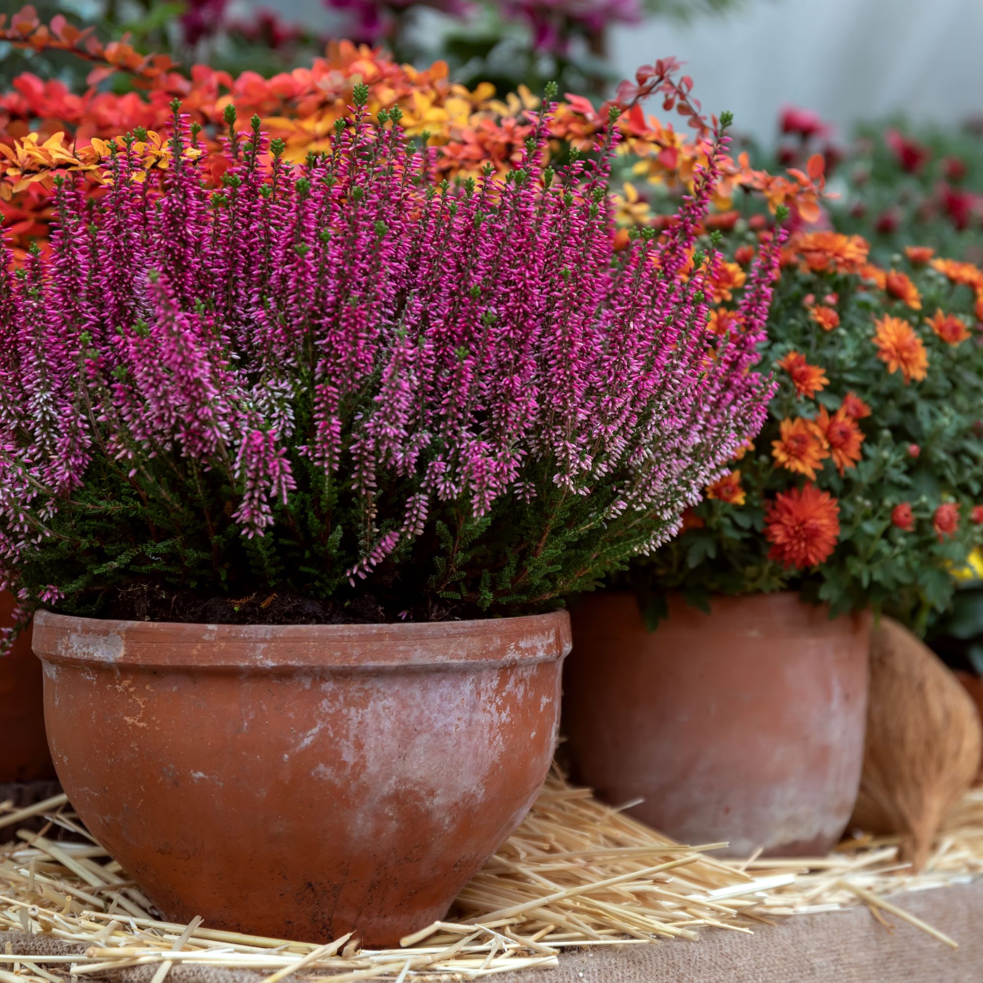 autumn planter with heather