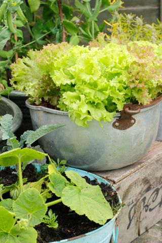 Lettuce growing in a vintage container bucket