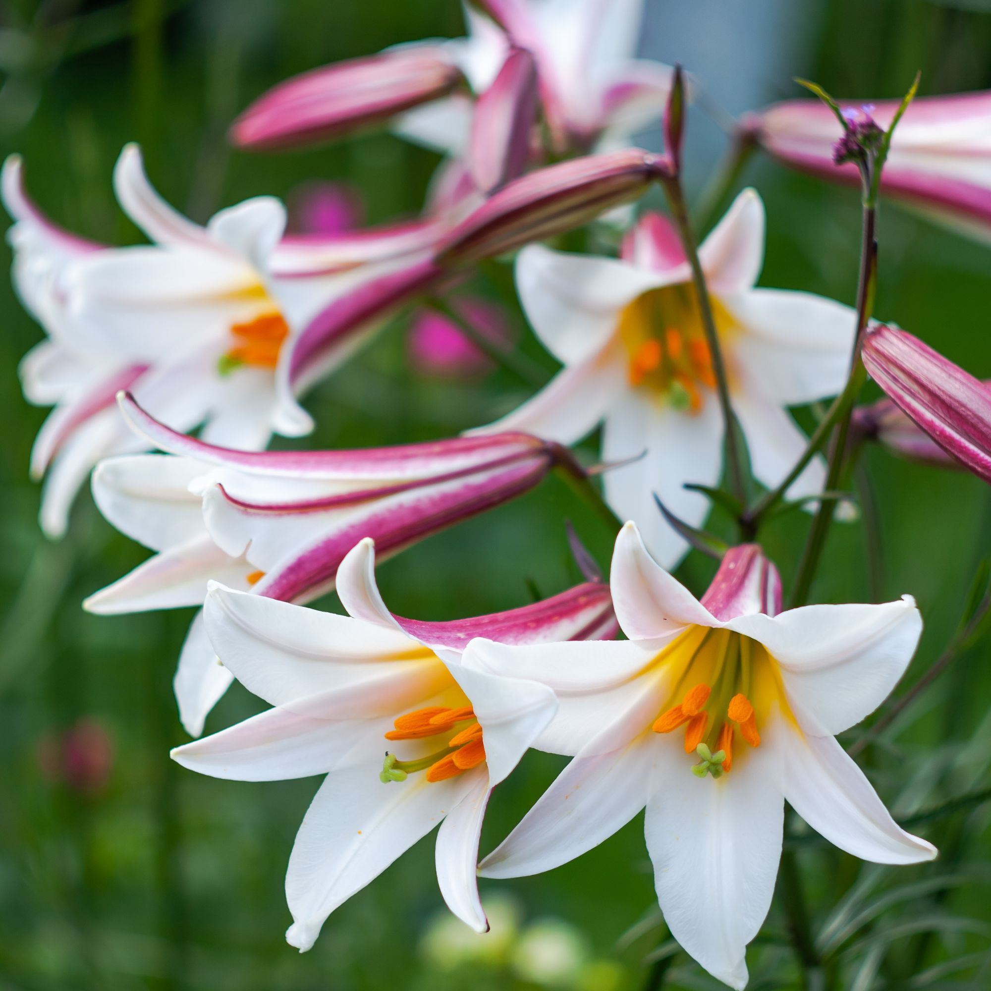 lilies in garden