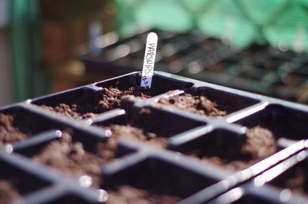 Individually Planted Parsnip Plant Seeds