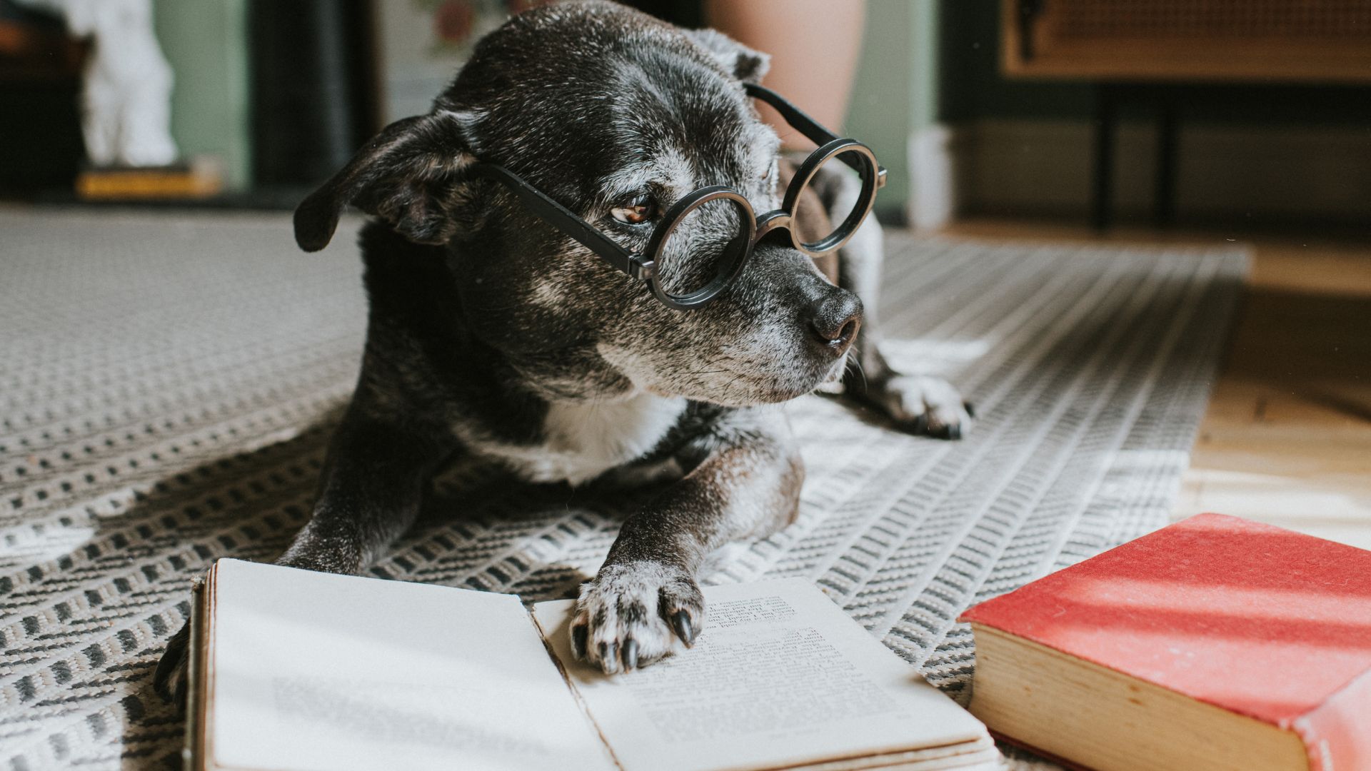 Dog with glasses on reading a book