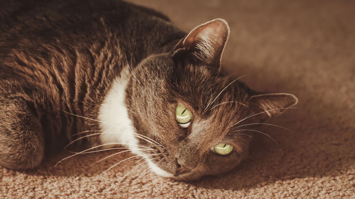 Do cats have periods? What to expect when a cat is in heat PetsRadar