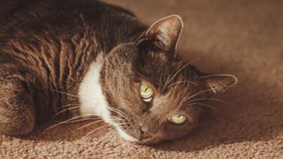 A cat lying on a carpet
