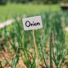 Onions growing in a vegetable garden