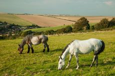 Grazing-pic.jpg