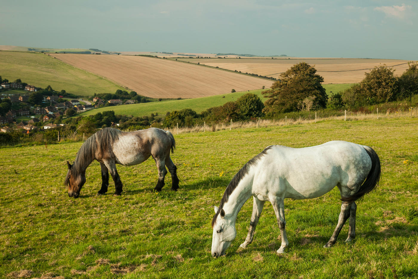 Grazing-pic.jpg