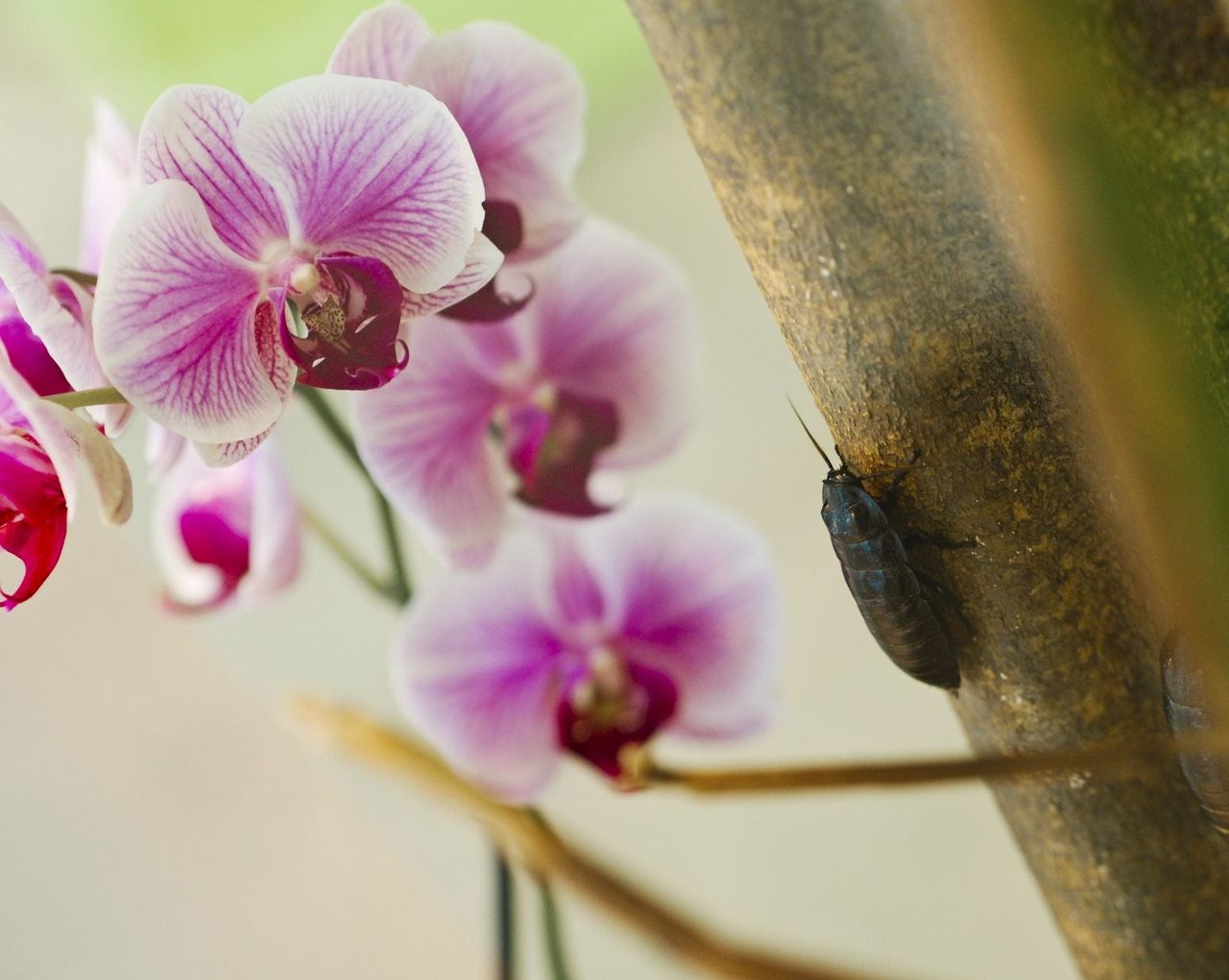 Insect On Orchid Plant