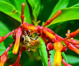 Firebush plant with yellow and red blooms and a pollinating bee