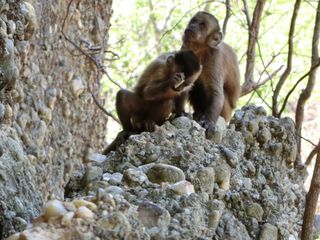 Capuchin monkeys bang rocks together in Brazil's Serra da Capivara National Park, creating fractured stones identical to those long identified as the first stone tools.