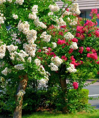 White blooming crepe myrtle next to a pink crepe myrtle
