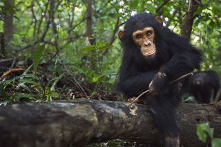 Young Chimpanzee using a stick to forage for insects, Gombe National Park, Tanzania
