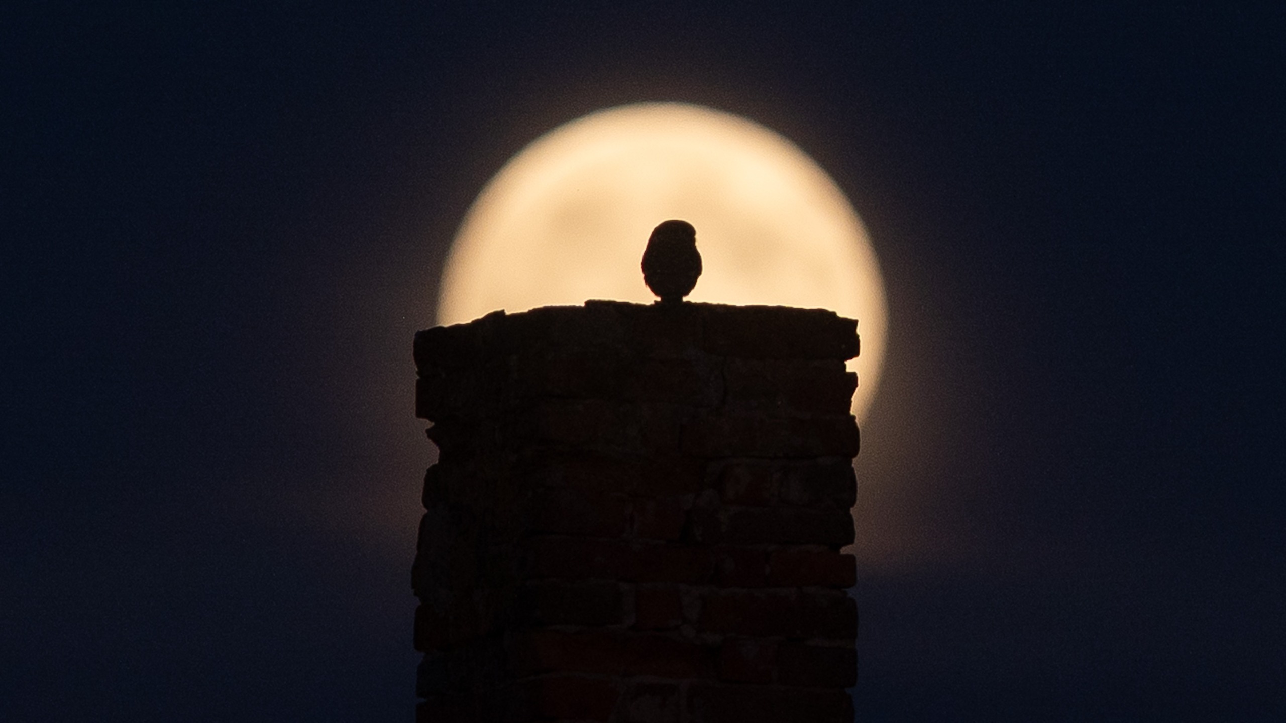 An owl perched on a chimney is silhouetted against a large yellow full moon rising above Cierna, Slovakia.