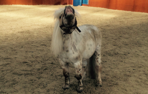 naughty horses