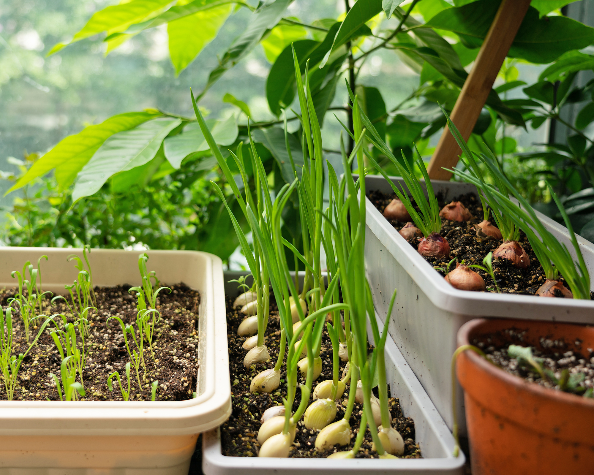 Growing garlic greens on windowsill