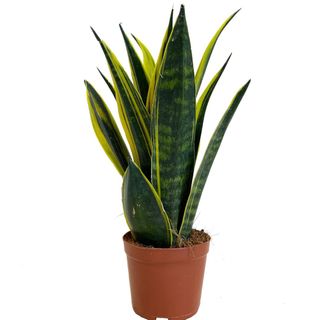 Snake Plant