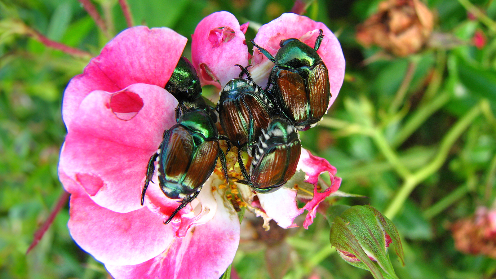 Japanese beetles feast on pink rose flower