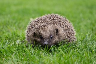 The Springwatch 2022 team is expecting to find happy hedgehogs!