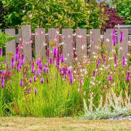 fence with loosestrife plants