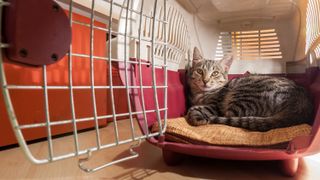 A relaxed cat in a cat carrier