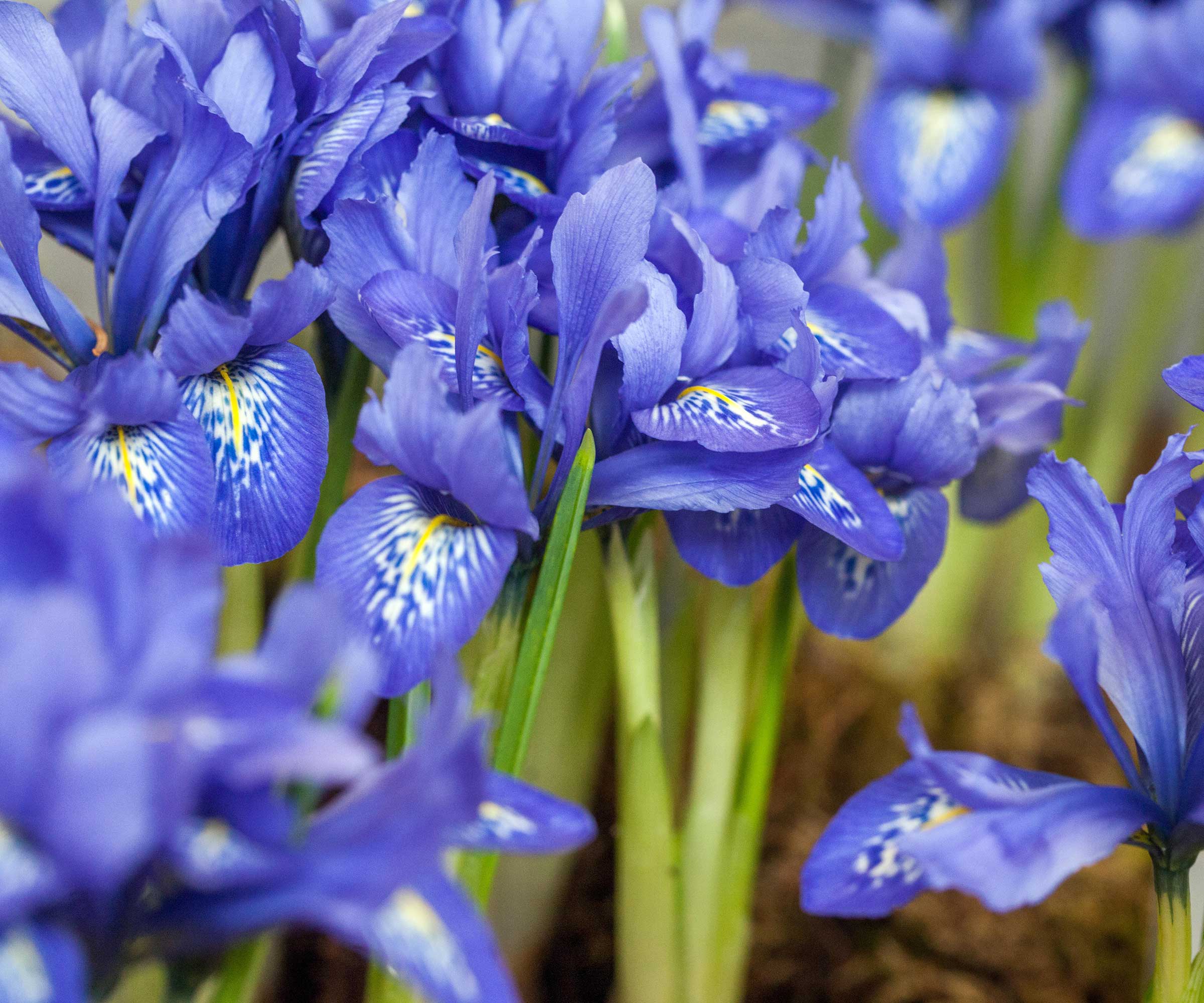 When do irises bloom? Different flowering times explained